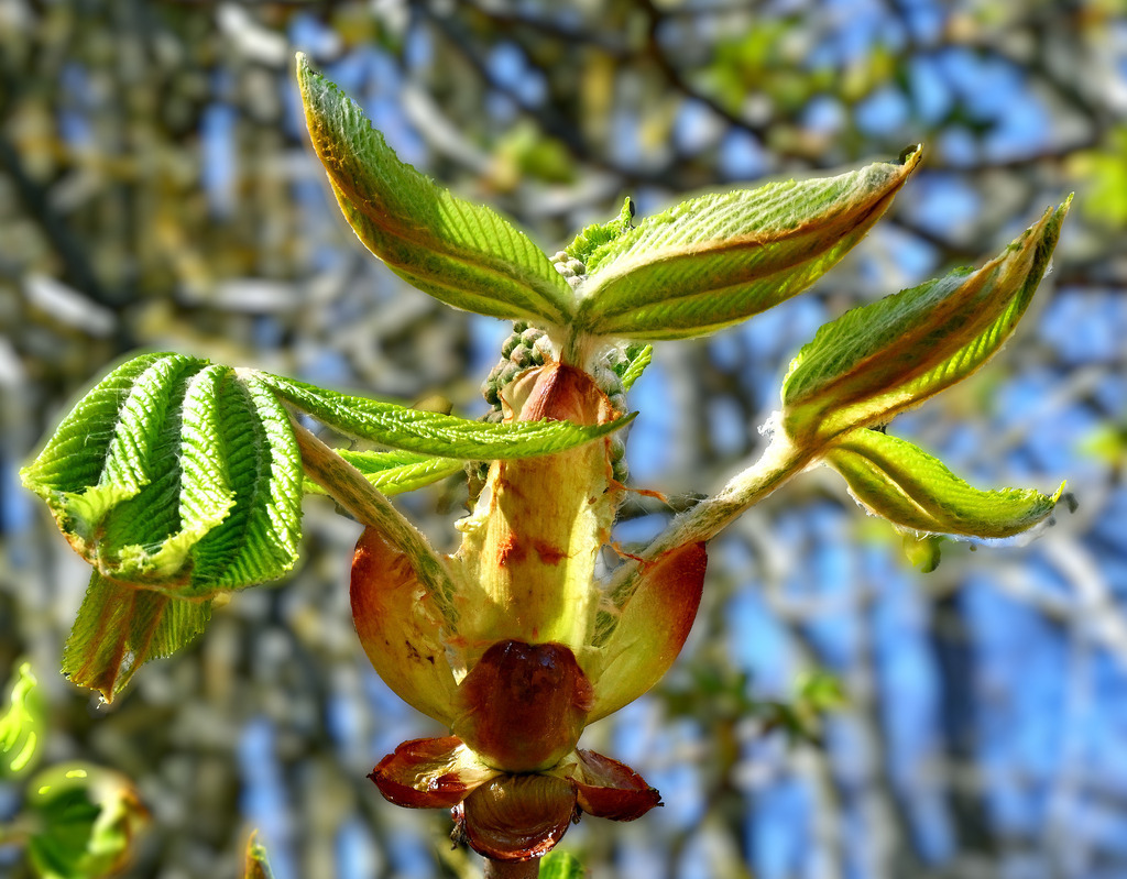 Kastanienblüte06 | lucisnaturbilder - Realisiert mit Pictrs.com