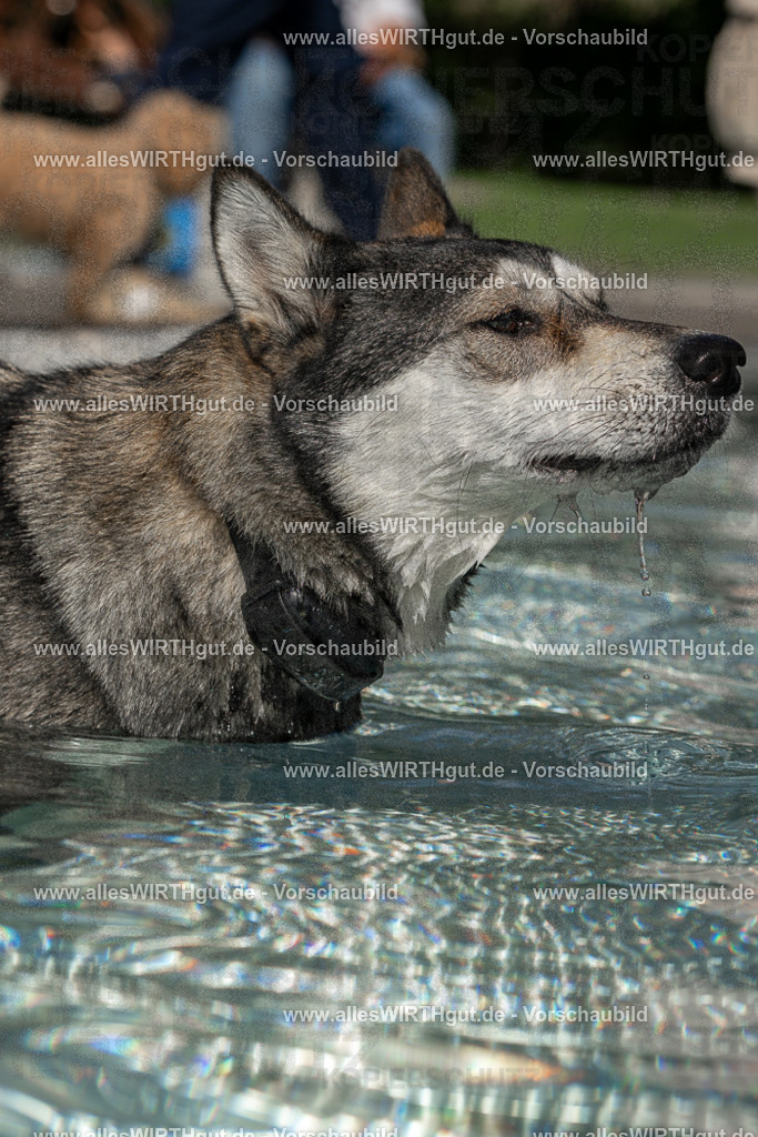 Hundeschwimmen_Volksbad_2026-allesWIRTHgut_Tierfotografie-2609061457-FAY07032 | Professionelle Tierfotografie in Mönchengladbach von Daniel Wirth (allesWIRTHgut). Liebevolle & natürliche Bilder von Hunden & Katzen für unvergessliche Erinnerungen.