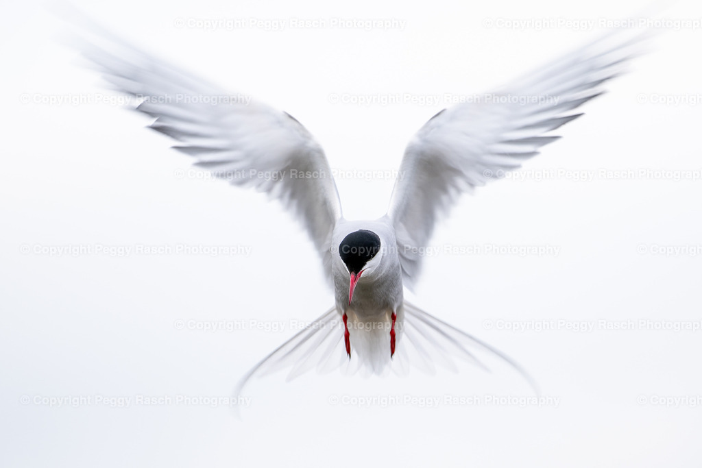 Küstenseeschwalbe | Küstenseeschwalbe - Realisiert mit Pictrs.com