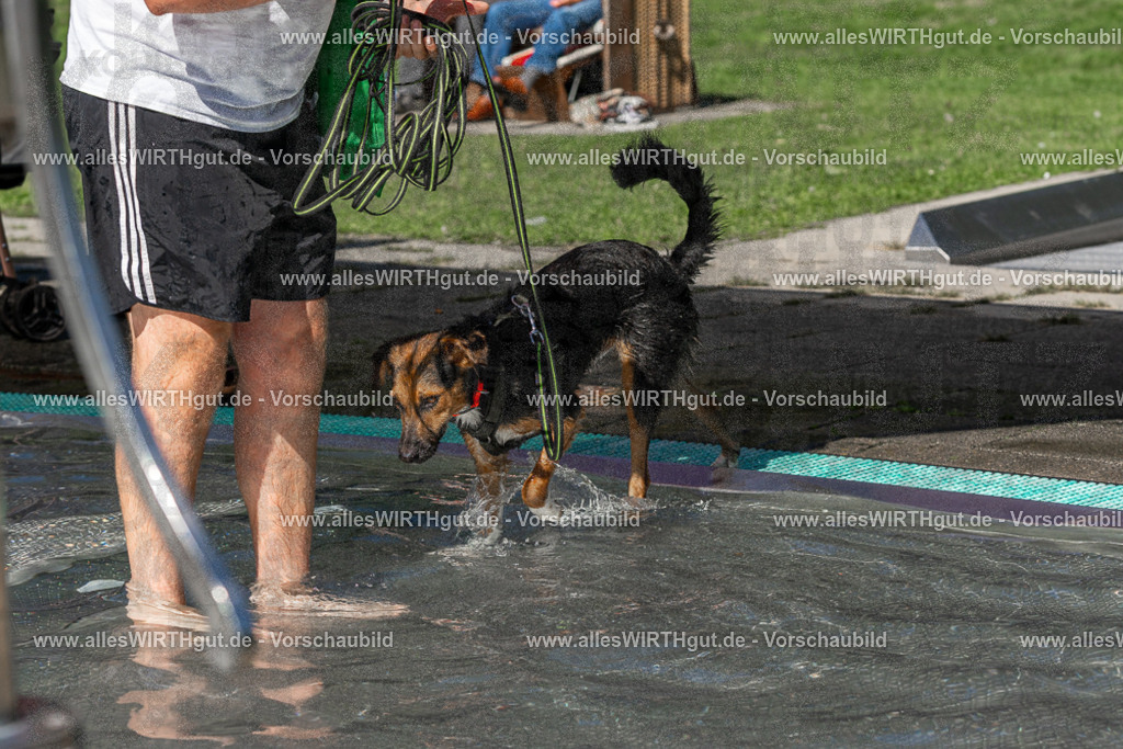 Hundeschwimmen_Volksbad_2026-allesWIRTHgut_Tierfotografie-2609061359-FAY06854 | Professionelle Tierfotografie in Mönchengladbach von Daniel Wirth (allesWIRTHgut). Liebevolle & natürliche Bilder von Hunden & Katzen für unvergessliche Erinnerungen.