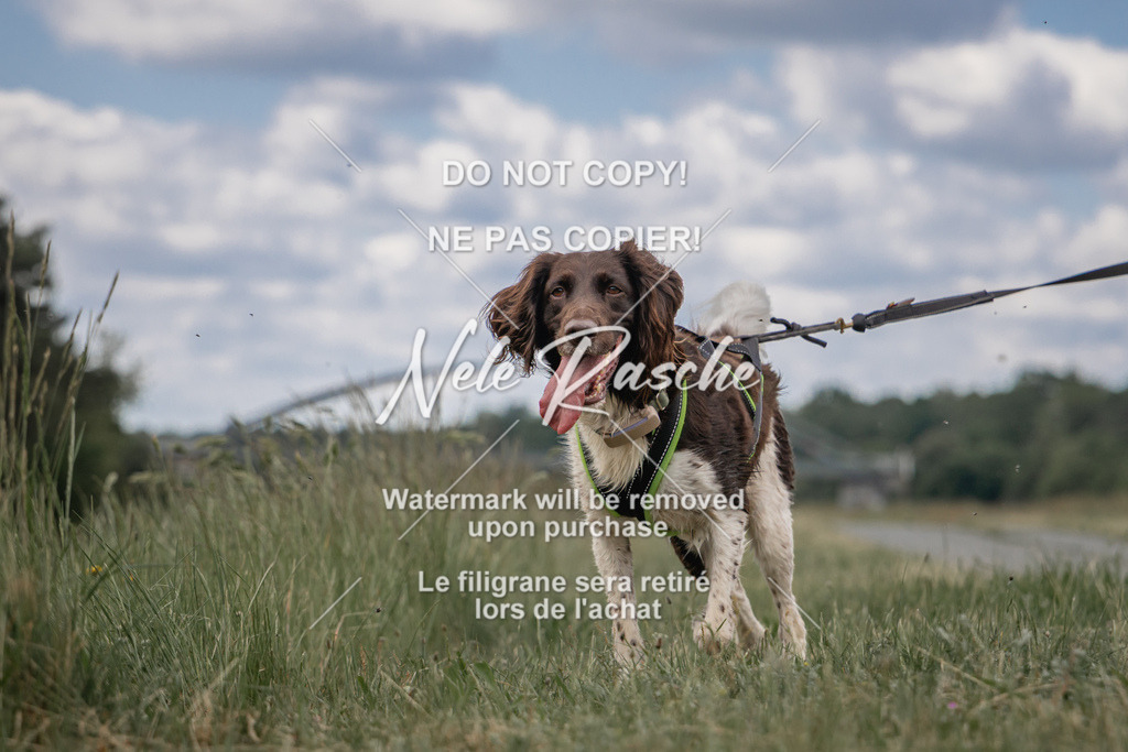 nelerasche_BuHu2026_SaCC1100-1200_67 | nelerasche
