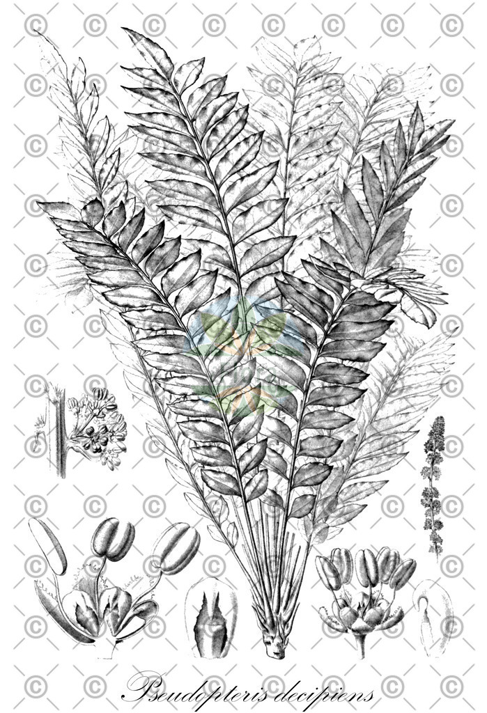 HistAbb_EMP_143736_SRC_Schlechtendal_FLORAD_SIMPLE | Historische Abbildung von Pseudopteris decipiens - Sapindaceae | Historical Illustration of Pseudopteris decipiens - Sapindaceae