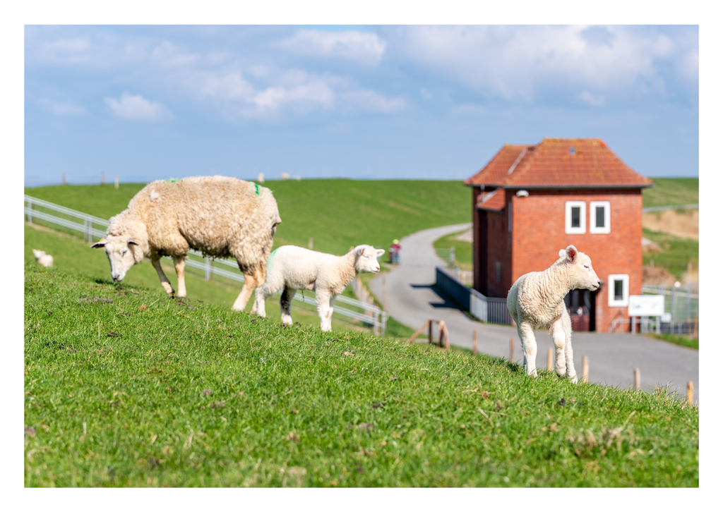 Motiv 93 | Eilun-Art-Fotografie Levke Martens, ihre Fotografin für Immobilien- und Landschaftsfotografie auf Föhr, Föhrer Motive als Poster, Leinwand, hinter Acrylglas oder stelle dir deinen eigenen Monatskalender zusammen, mit nur einem Klick