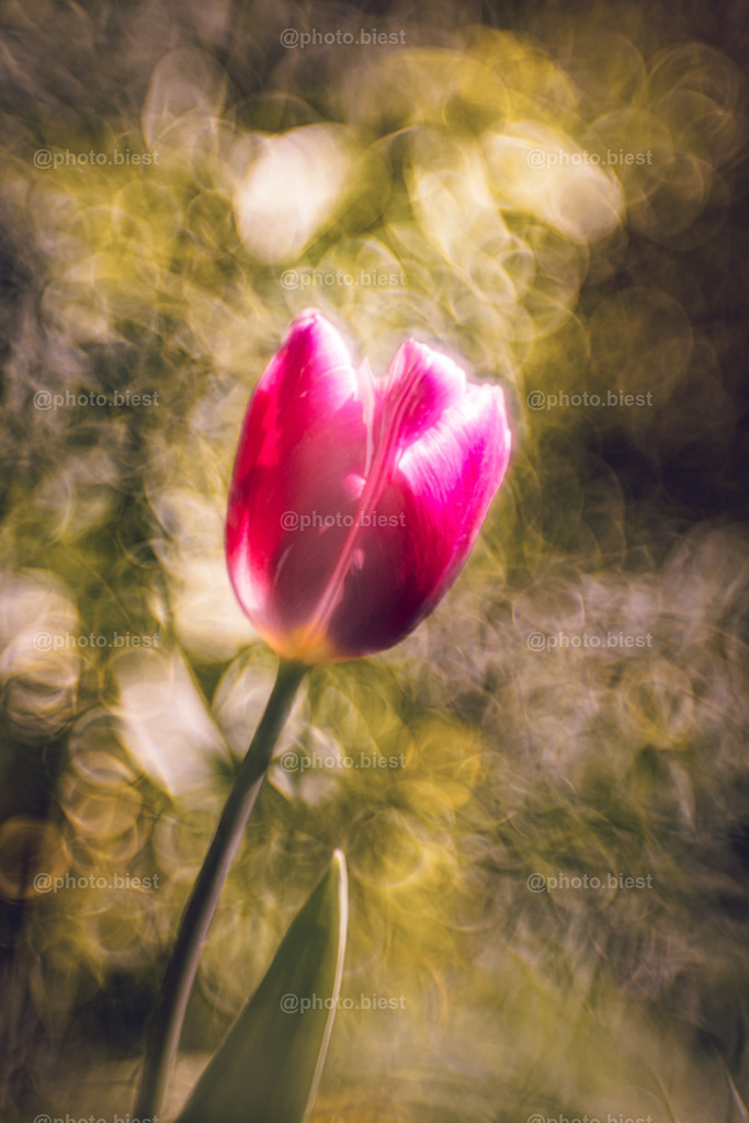 Hallo, Tulpe! | Eine Tulpe im Garten. - Realisiert mit Pictrs.com