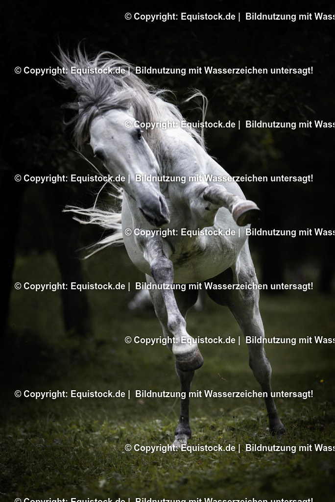 TS_20170808_Bockender_Schimmel_0002 | Foto: Thomas Hartig