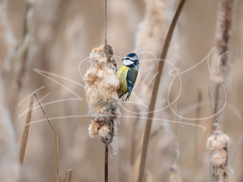 Winter Blaumeise | Naturschönheiten aus Deutschland. Pflanzen und Tiere, Insekten und Naturschauspiele. Alle schönen Details, die uns umgeben, fotografiert von Michi Moc.  - Realisiert mit Pictrs.com