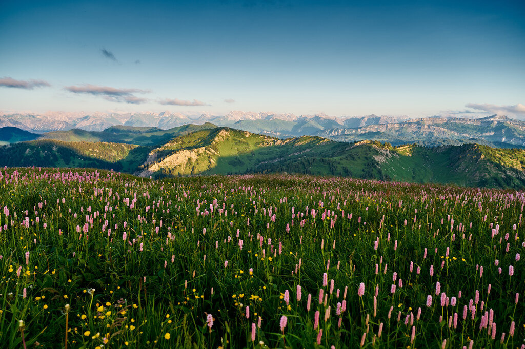 CS-210711-1007-1 | Bergwiese vor den Allgäuer Alpen