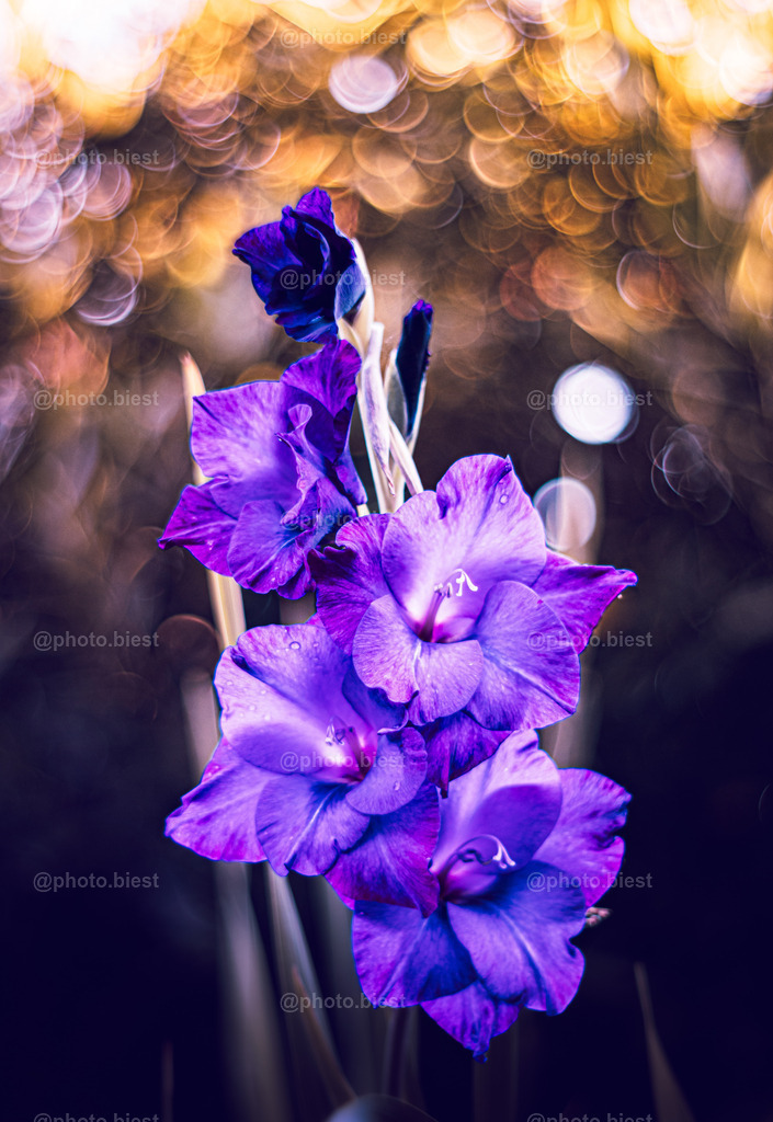 Gladiola Dream | Eine Gladiole mit Bokeh.  - Realisiert mit Pictrs.com