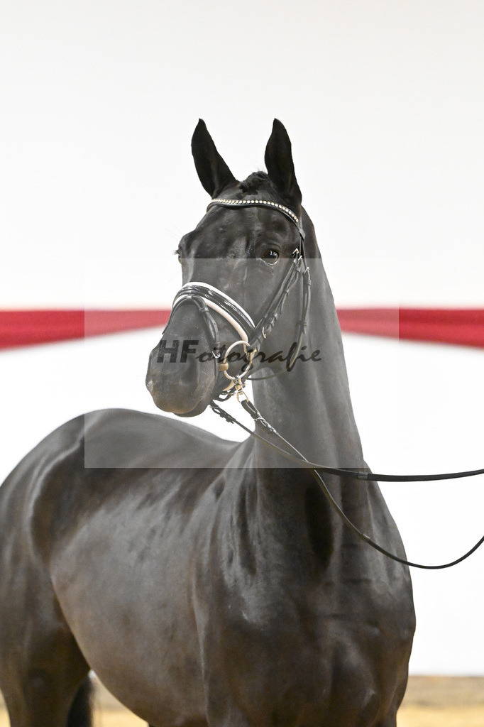 Kat-Nr. 72 v. Maracana_Tanner_63222093 | hf-fotografie - Realizzato con Pictrs.com