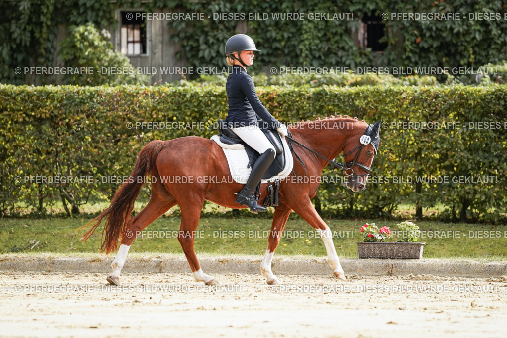 DSC03934 | Pferdegrafie