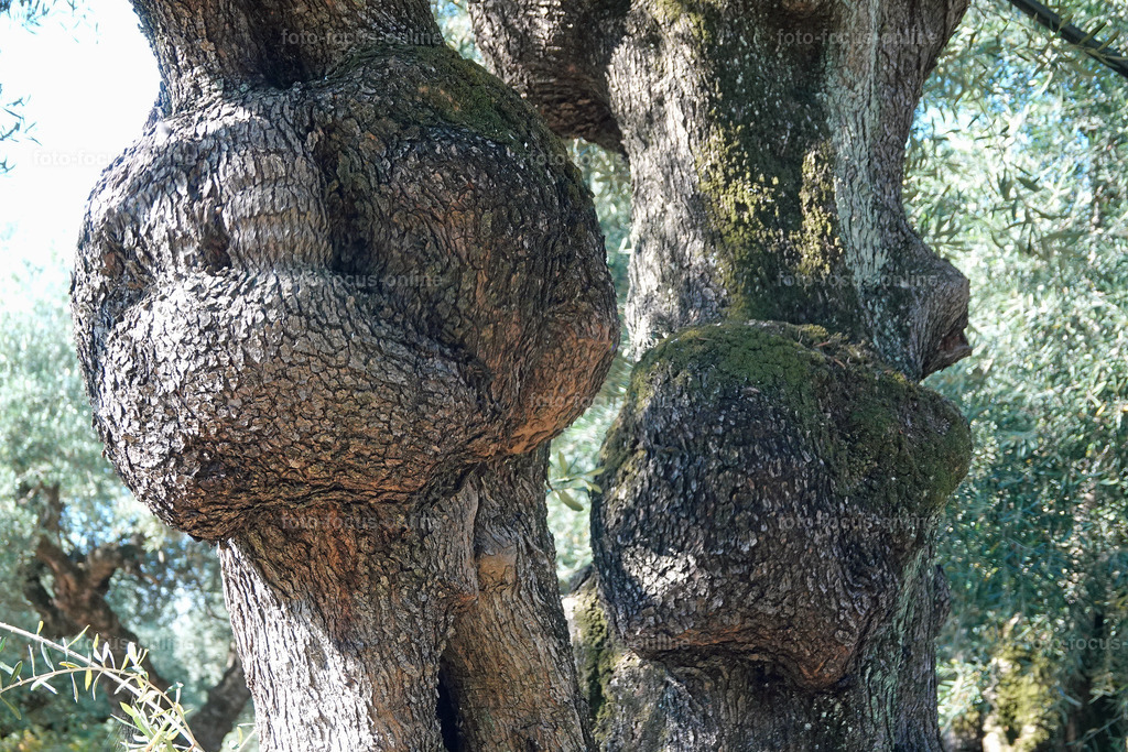 Stories of the Ancient Olive Trees | Ancient Olive Trees