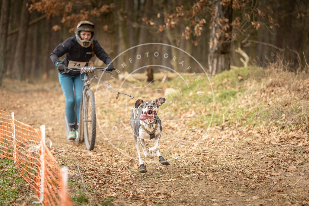 Pfotenfotografie_DV3A4067 | Hundefotografie, Tierfotograf, Pfotenfotografie, Fotoshooting Hund, Hunde Portrait, Hundesport, Hundeportraits, Heideshooting, Hunde, Sportfotograf, Hundefotograf, Turnierhundsport, THS,  - Realisiert mit Pictrs.com
