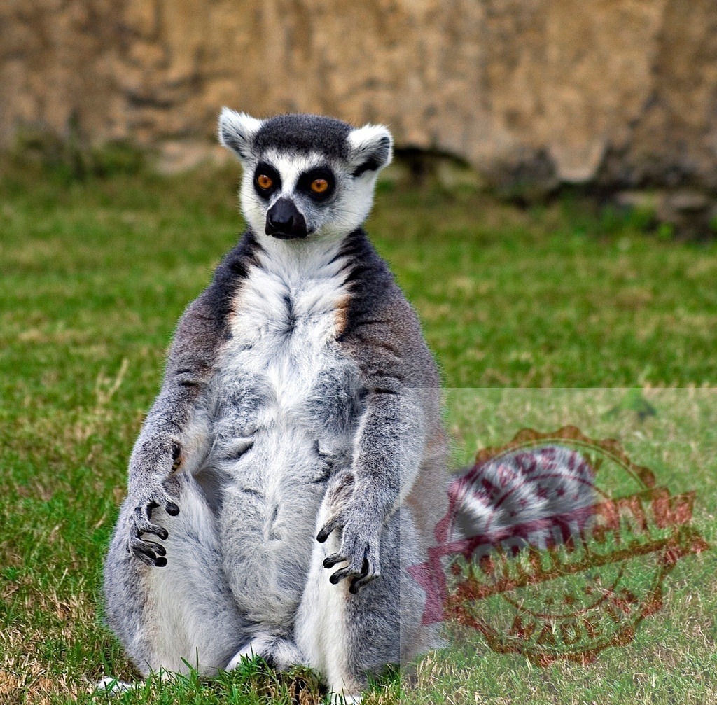 Ring-tailed lemur sitting on grass looking forward | Ring-tailed lemur sitting on green grass, observing its surroundings in a zoo setting - Realisiert mit Pictrs.com