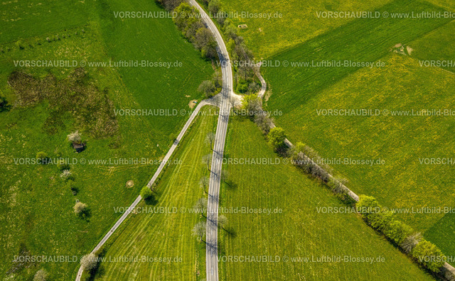 Monschau240502295 | Luftbild, Wiesen und Felder mit Narzissenblüte, Wegkreuzung und Baumallee an der Schleidener Straße und Schafstrift, Formen und Farben, Höfen, Monschau, Nordrhein-Westfalen, Deutschland