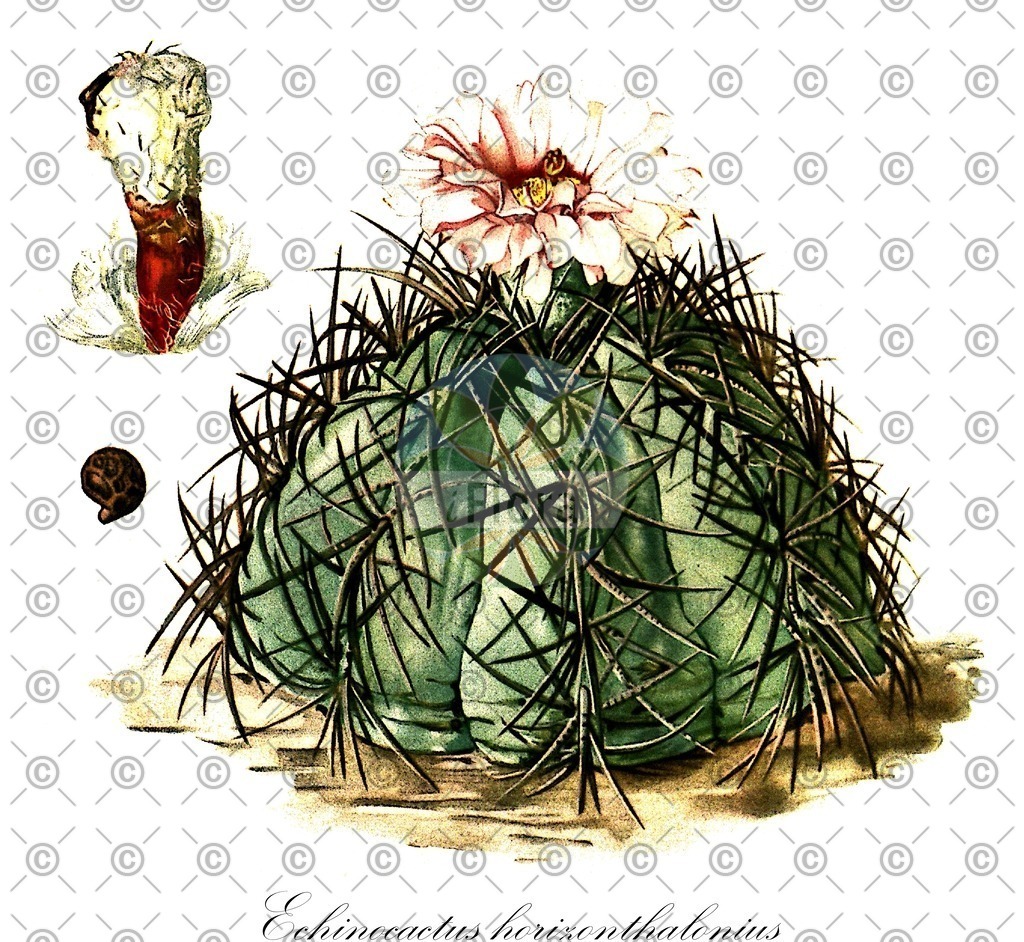 HistAbb_2050_1_FLORAD_SIMPLE | Historische Abbildung von Echinocactus horizonthalonius - Cactaceae | Historical Illustration of Echinocactus horizonthalonius - Cactaceae (blue barrel cactus)