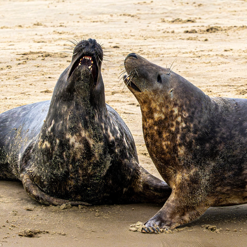 Kommunikation unter Kegelrobben auf Texel: Dynamische Szene an der Sandbank im Wattenmeer | Zwei ausgewachsene Kegelrobben richten sich am feinsandigen Spülsaum einer Sandbank vor der Insel Texel auf und kommunizieren lautstark miteinander. Weitere Robben und ein Jungtier liegen ruhend auf dem Sandstrand im Nationalpark Wattenmeer. Das ausdrucksstarke Naturmotiv dokumentiert das dynamische Sozial- und Revierverhalten der Meeressäuger. Ideal geeignet für redaktionelle Berichte über Wildtierverhalten, Artenschutz, Fauna der Nordsee sowie Umwelt- und Naturdokumentationen. - Realisiert mit Pictrs.com