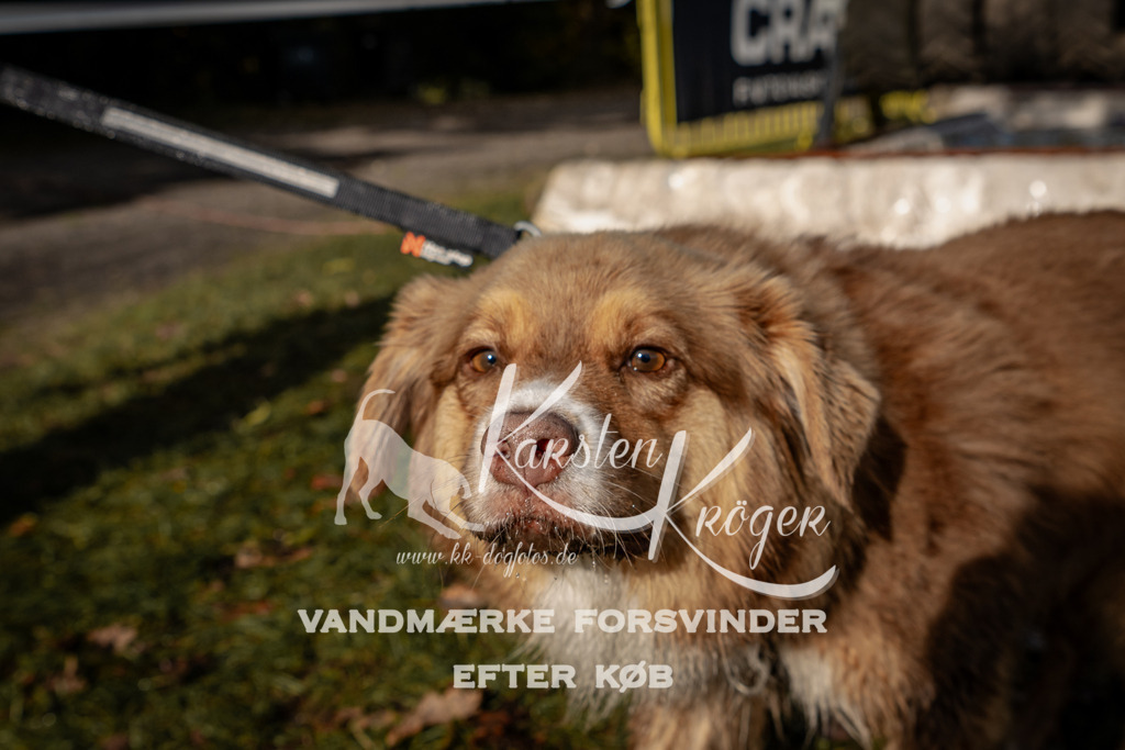 1311_ZZ92135 | kk-dogfotos