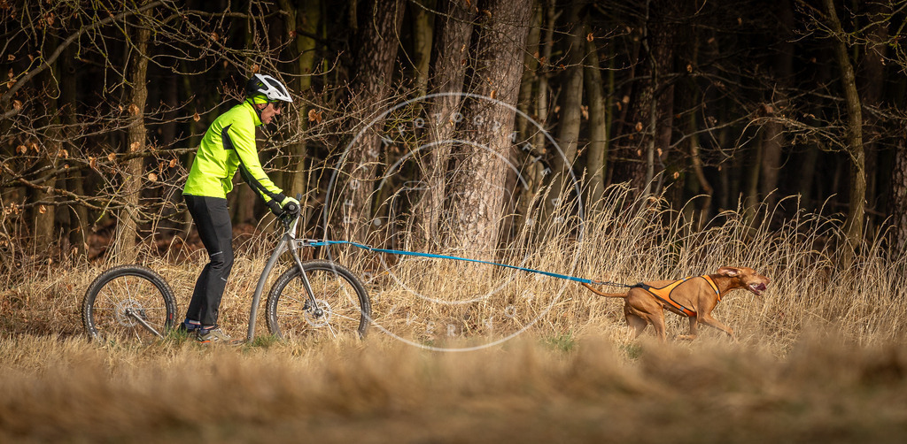 DV3A3597 | Hundefotografie, Tierfotograf, Pfotenfotografie, Fotoshooting Hund, Hunde Portrait, Hundesport, Hundeportraits, Heideshooting, Hunde, Sportfotograf, Hundefotograf, Turnierhundsport, THS,  - Realisiert mit Pictrs.com