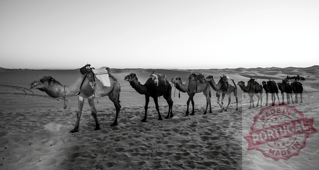 Caravan of camels walking in the Sahara Desert at sunset | Dromedary camels walking in line in the desert at sunset, creating a picturesque travel image - Realized with Pictrs.com