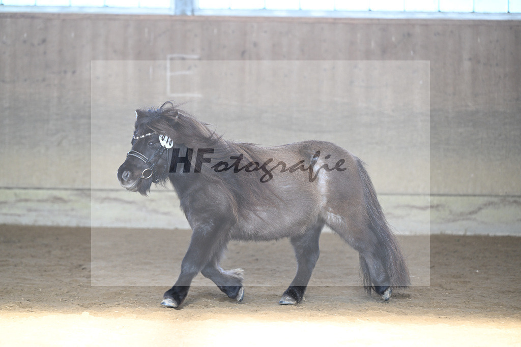 Kat-Nr. 13 Tassilo vom Radebachtal v. MLs Tamino_Gossing_49250597 | hf-fotografie - Realisiert mit Pictrs.com