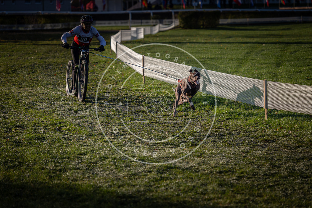 CaniXpix_0L8A3375 | Hundefotografie, Tierfotograf, Pfotenfotografie, Fotoshooting Hund, Hunde Portrait, Hundesport, Hundeportraits, Heideshooting, Hunde, Sportfotograf, Hundefotograf, Turnierhundsport, THS,  - Realisiert mit Pictrs.com