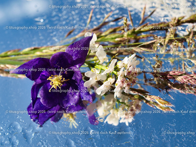titusgraphy_P5279506-vz-ln | titusgraphy-shop: Geschenkideen mit Qualitätsfotos. titusgraphy-shop: gift ideas with quality photos. titusgraphy-shop: idées cadeaux avec photos de qualité.  - Realisiert mit Pictrs.com