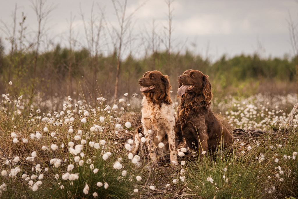 Nika x Asko im Wollgras | photography by friederike - Realisiert mit Pictrs.com