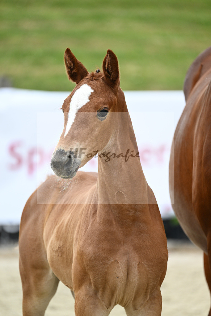 Kat-Nr. 39 SF DSP Feliciano_Schmidt_17231037 | hf-fotografie - Realizzato con Pictrs.com