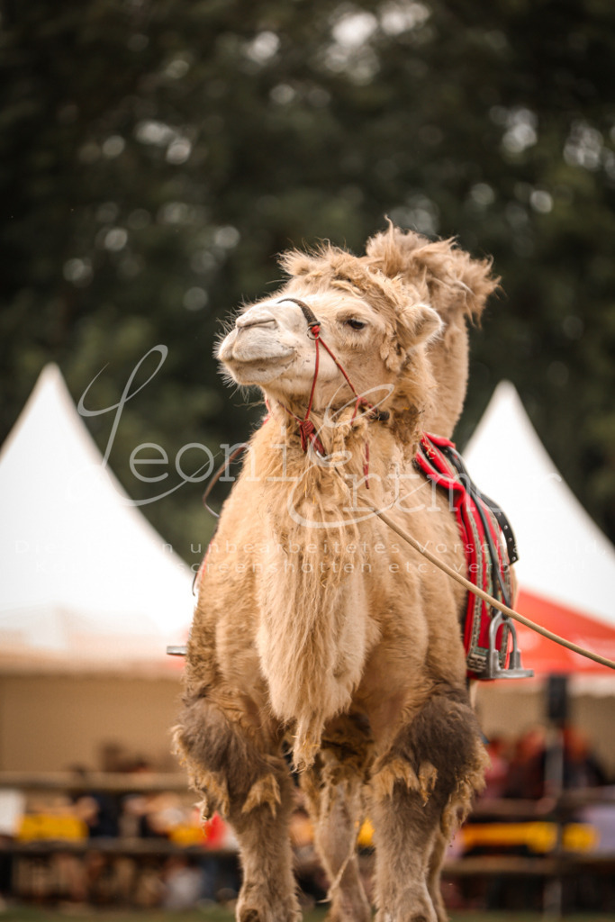 SoShow00050 | Leoni Ertmer Photography - Realisiert mit Pictrs.com