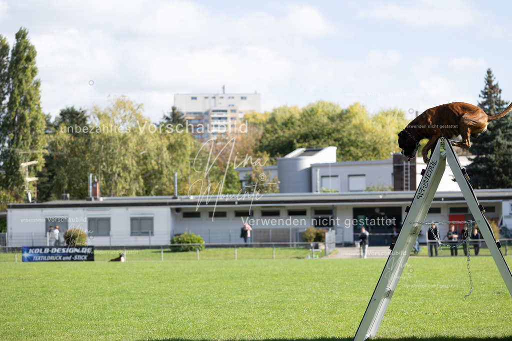 _16A5267 | Einzigartige Fotos von Hunden & Menschen –Actionfotos, Portraits, Vereinsaufnahmen & Paarshootings – authentisch, lebendig & mit Herz.