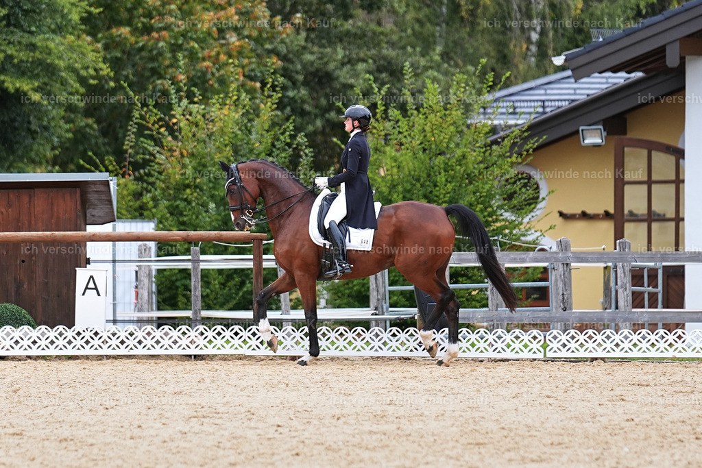 11-048-Dressur S___-Marixx-1521 | working equitationturnier fotograf videograf stoibphotography marixx film working equitation deutschland reitsport turnierfotografie eventfotografie equestrian events