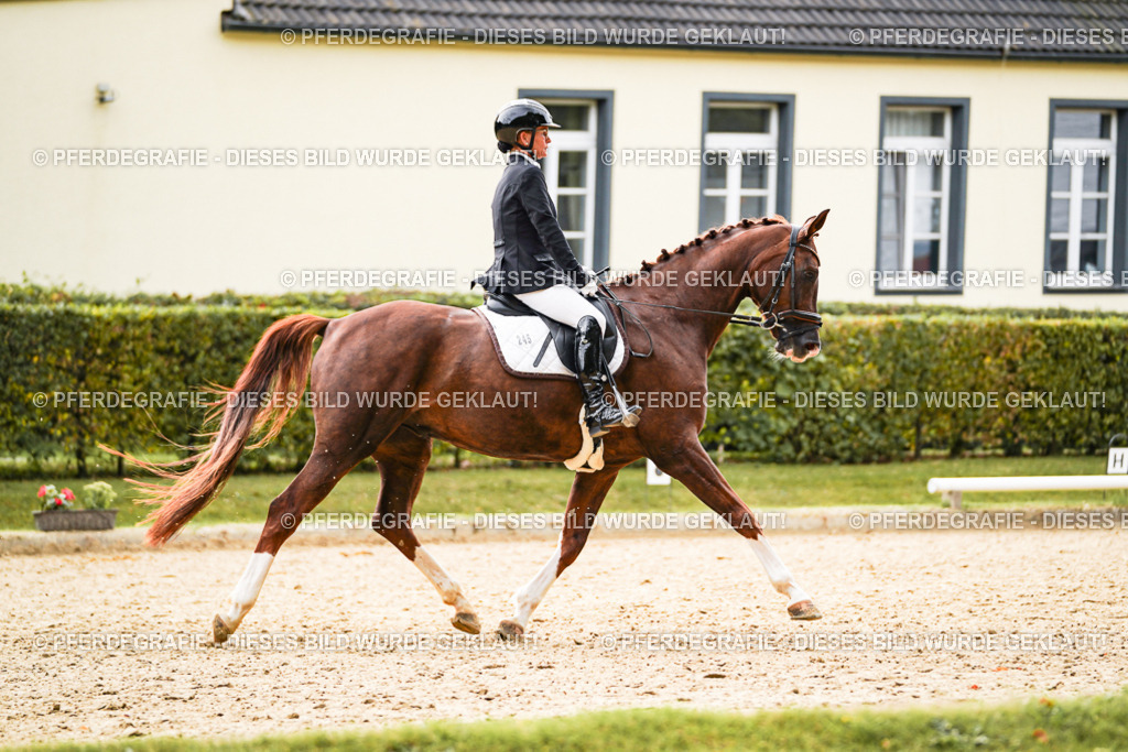 DSC01600 | Pferdegrafie