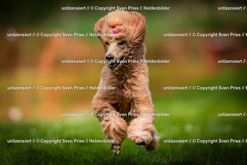 Sven Pries | 2025-04-13 - Hunderennen Baden-Baden - Realisiert mit Pictrs.com