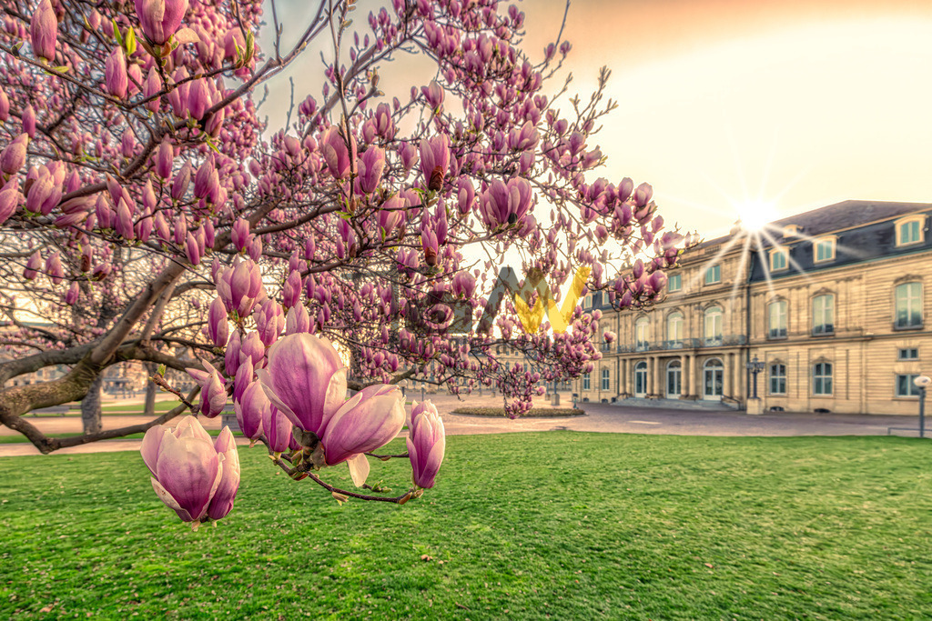 Rosarote Magnolienblüten auf dem Schloßplatz in--Stuttgart | Im morgendlichen warmen Sonnenlicht präsentieren sich die Magnolienblüten auf dem Schlossplatz von ihrer besten Seite. - Realisiert mit Pictrs.com