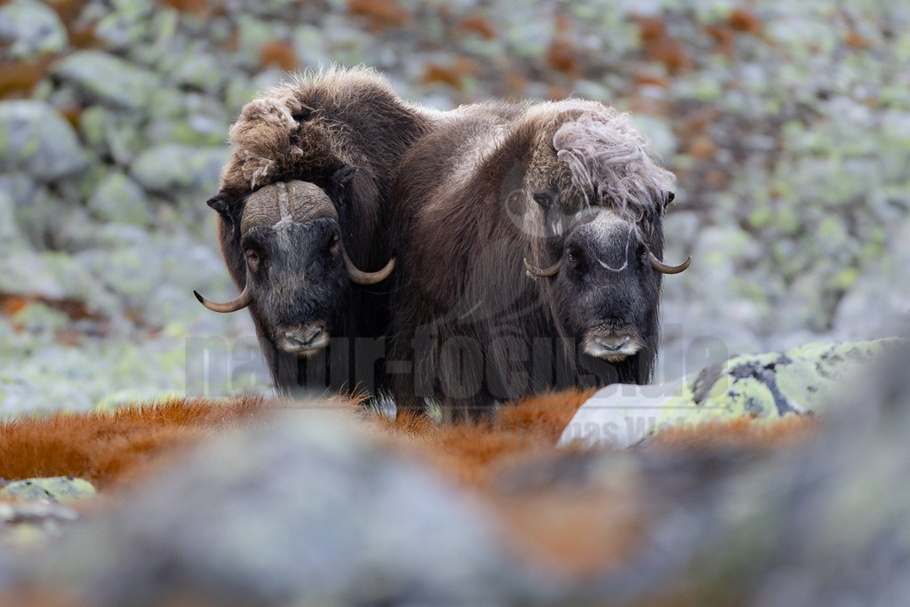 R5M26366_20260918 | Das Bild zeigt zwei Moschusochsen (Ovibos moschatus) in einer rauen, bergigen Landschaft. Die Tiere sind mit dicker, dunkler Wolle bedeckt und tragen grosse Hörner. Sie wirken als Paar zusammen, möglicherweise in einer dominant-subordinaten Beziehung zueinander. Die Umgebung ist von grauen und grünen Farbtönen dominiert, mit vereinzelten ockerfarbenen Akzenten. Die Moschusochsen sind adulte Tiere. - Realisiert mit Pictrs.com