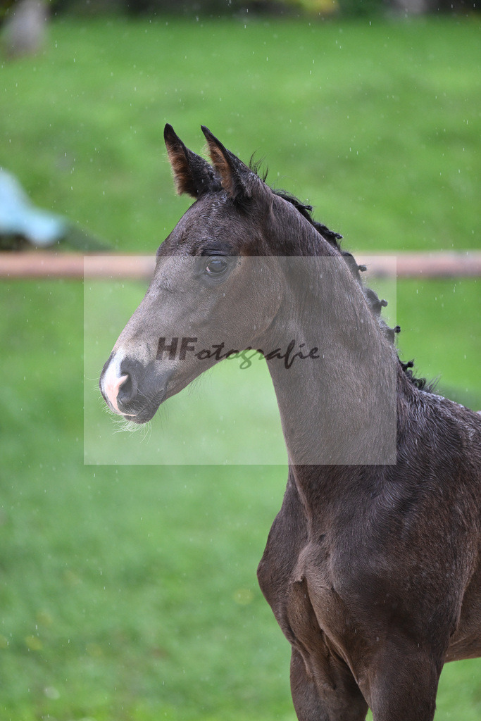 Kat-Nr. 34 HF Secret_Herrmann_25230208 | hf-fotografie - Realizzato con Pictrs.com