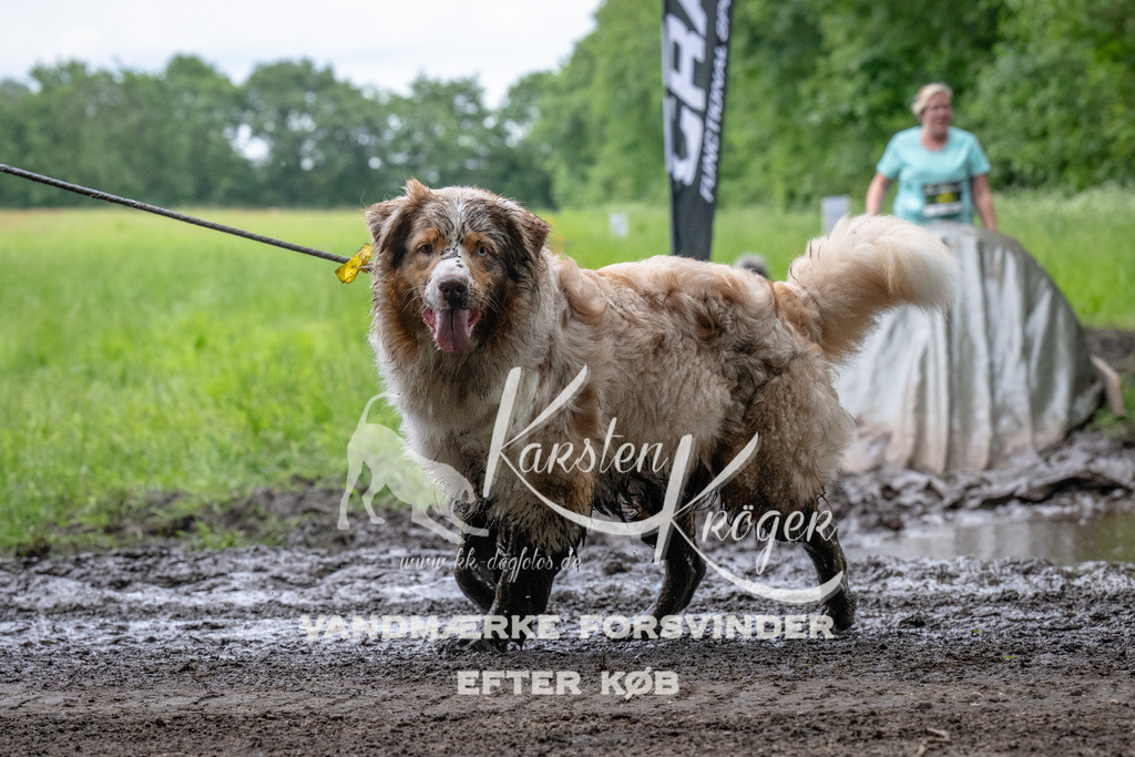1627_ZZ93837 | kk-dogfotos