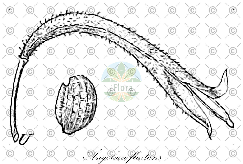HistAbb_wfo-0000536542_195_ENZY_Simple | Historische Abbildung von Angolaea fluitans - Podostemaceae | Historical Illustration of Angolaea fluitans - Podostemaceae