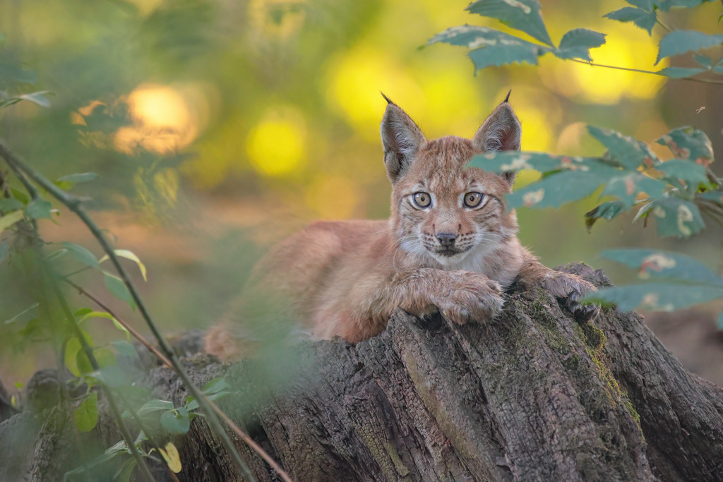 Wandbild: Junger Luchs auf einem Baumstumpf im Wald | Das Bild zeigt einen jungen Luchs (Lynx lynx), der entspannt auf einem großen Baumstumpf im Wald liegt. Der Luchs schaut aufmerksam und neugierig in die Kamera, seine großen, leuchtenden Augen und die charakteristischen Ohrpinsel gut sichtbar. Die Szene ist von sanftem, natürlichem Licht durchflutet, das die warmen Farbtöne des Fells und die grünen Blätter um ihn herum betont. Der unscharfe Hintergrund aus verschiedenen Grüntönen verstärkt die ruhige und friedliche Atmosphäre dieses wunderschönen Naturmoments.