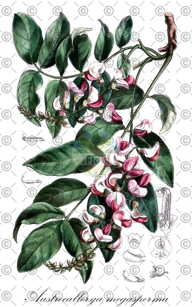 HistAbb_wfo-0000557316_1_ENZY_Simple | Historische Abbildung von Austrocallerya megasperma - Fabaceae | Historical Illustration of Austrocallerya megasperma - Fabaceae