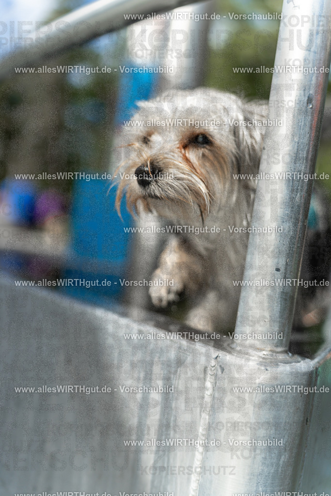 Hundeschwimmen_Volksbad_2026-allesWIRTHgut_Tierfotografie-2609061440-7R501179 | Professionelle Tierfotografie in Mönchengladbach von Daniel Wirth (allesWIRTHgut). Liebevolle & natürliche Bilder von Hunden & Katzen für unvergessliche Erinnerungen.