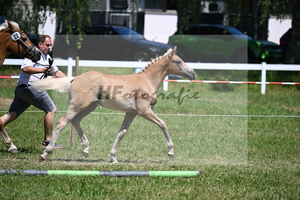 Kat-Nr. 22 HF Secco x Werano Gold_Hartmann_26240374 | hf-fotografie - Realisiert mit Pictrs.com