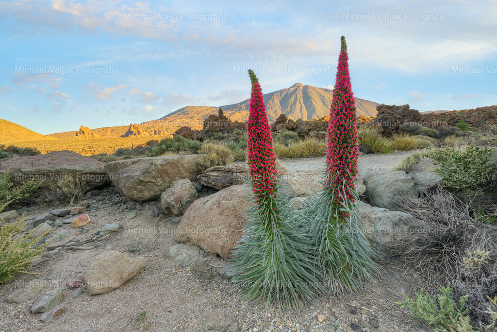 Blühende Natternköpfe im Teide Nationalpark | Der Teide-Nationalpark auf Teneriffa ist bekannt für seine einzigartige Flora, insbesondere für den Wildprets Natternkopf (Echium wildpretii), der mit seinen intensiv roten bis blauvioletten Blüten die Landschaft prägt. Diese Pflanze, die nur in den Höhenlagen der Insel zwischen 1.600 und 2.000 Metern vorkommt, ist ein spektakuläres Beispiel für die endemische Vegetation der Kanaren. In der Blütezeit von Mai bis Juni bietet der Park ein beeindruckendes Naturschauspiel, das Besucher aus aller Welt anzieht. Der Wildprets Natternkopf ist nicht nur eine Augenweide, sondern spielt auch eine wichtige Rolle im Ökosystem, indem er Bienen anlockt, die wiederum den berühmten Teide-Honig produzieren. - Realisiert mit Pictrs.com