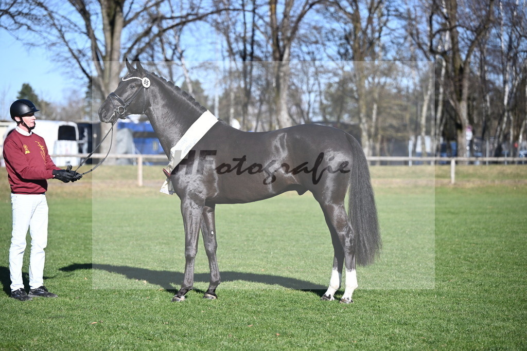 Kat.-Nr. 65 v. Springbank II VH_Reichert_2243376 | hf-fotografie - Realisiert mit Pictrs.com