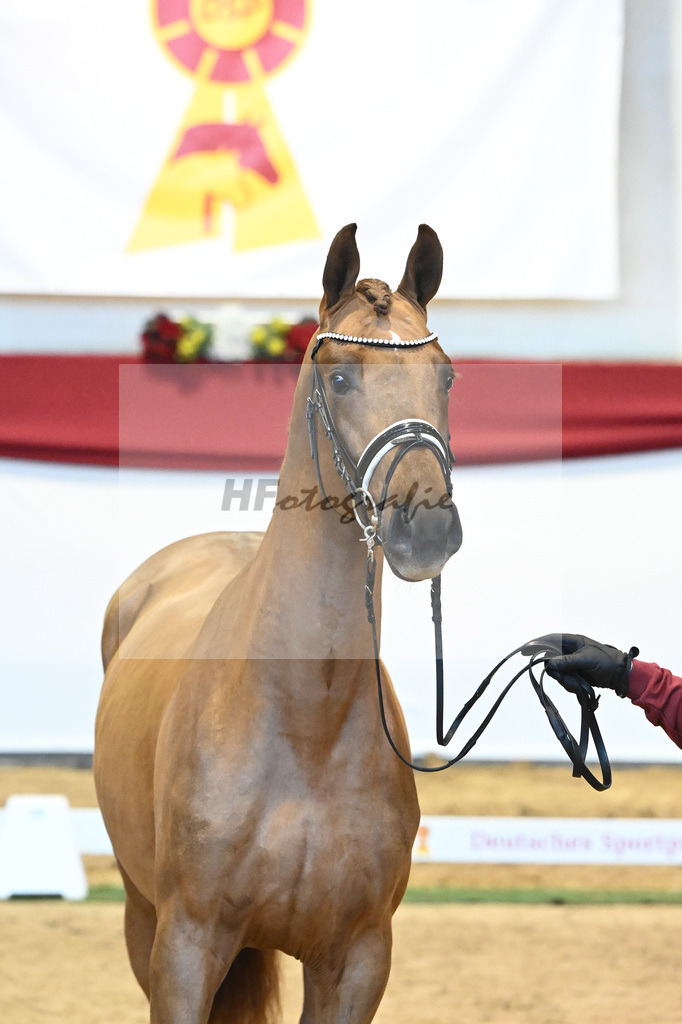 Kat-Nr. 52 Va Bene x Florestano_Kloessinger_43231797 | hf-fotografie - Realisiert mit Pictrs.com