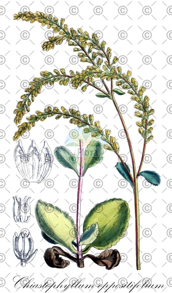 HistAbb_wfo-0000602036_1_ENZY_Simple | Historische Abbildung von Chiastophyllum oppositifolium - Crassulaceae (Goldglöckchen;Goldtröpfchen) | Historical Illustration of Chiastophyllum oppositifolium - Crassulaceae