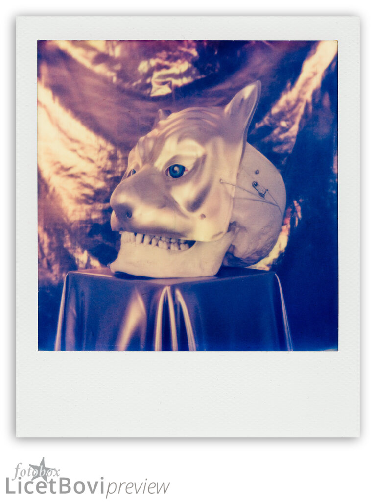 Cat Content | Scan of Impossible (Polaroid) color Instant Film - Realisiert mit Pictrs.com