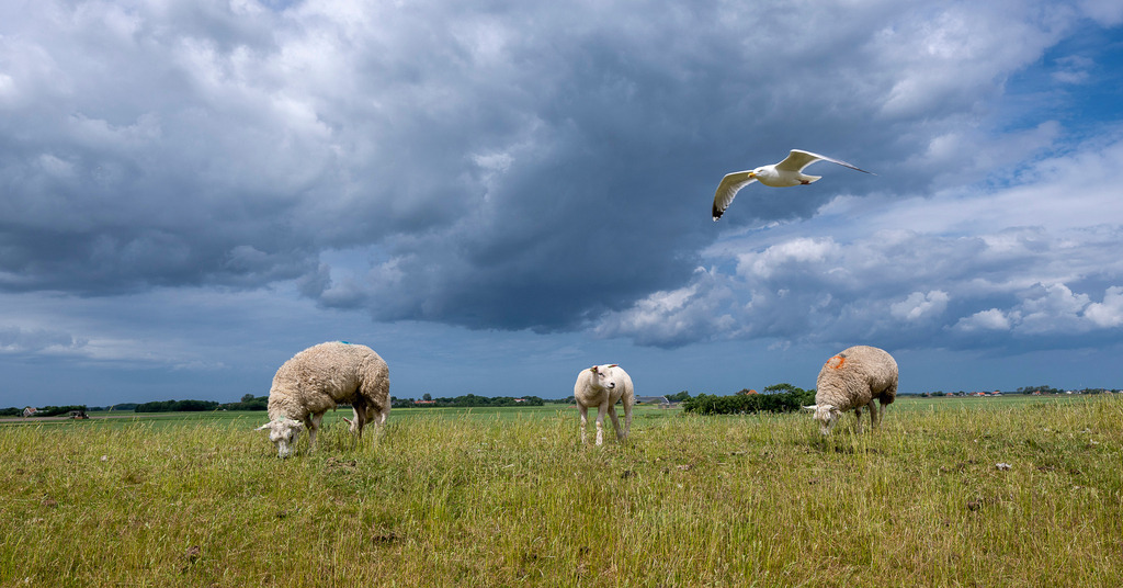 260606_Texel_8255_mr | Entdecke exklusive Fotografie im muebri Shop: Stimmungsvolle Motive  Naturaufnahmen und mehr. Jetzt hochwertige Wandbilder und Fotoabzüge online kaufen! - Realisiert mit Pictrs.com