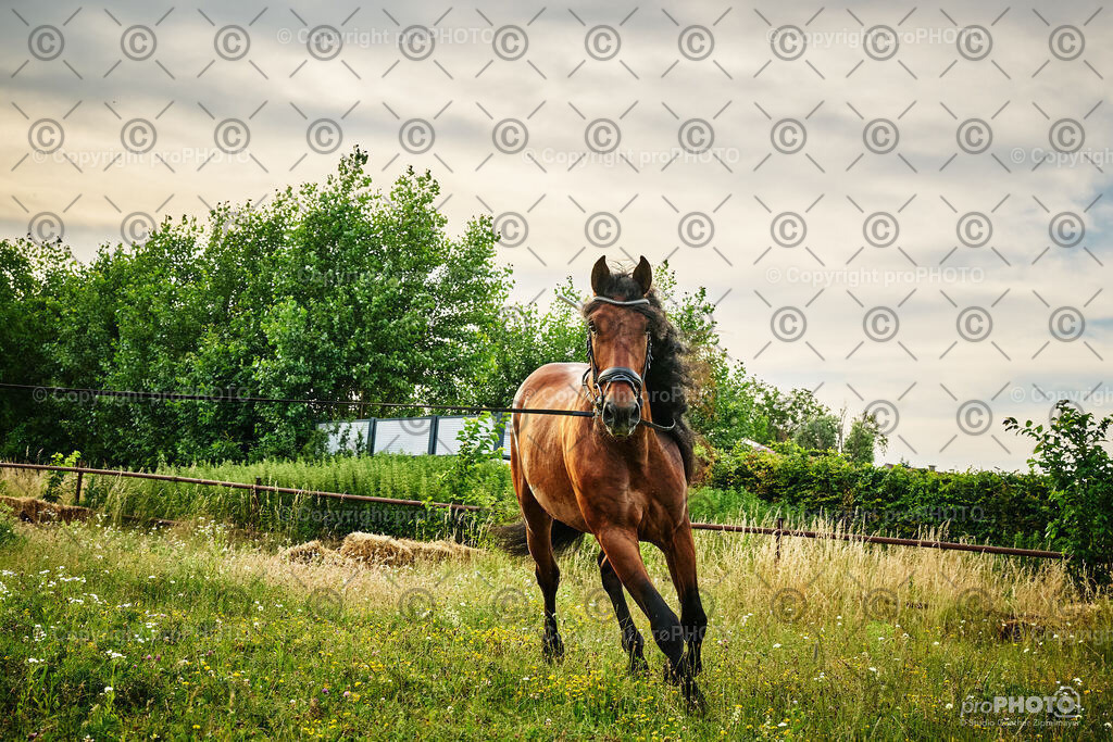 065_202406_Niki-Herodes_NZ9_9763 | proPHOTO - Realisiert mit Pictrs.com