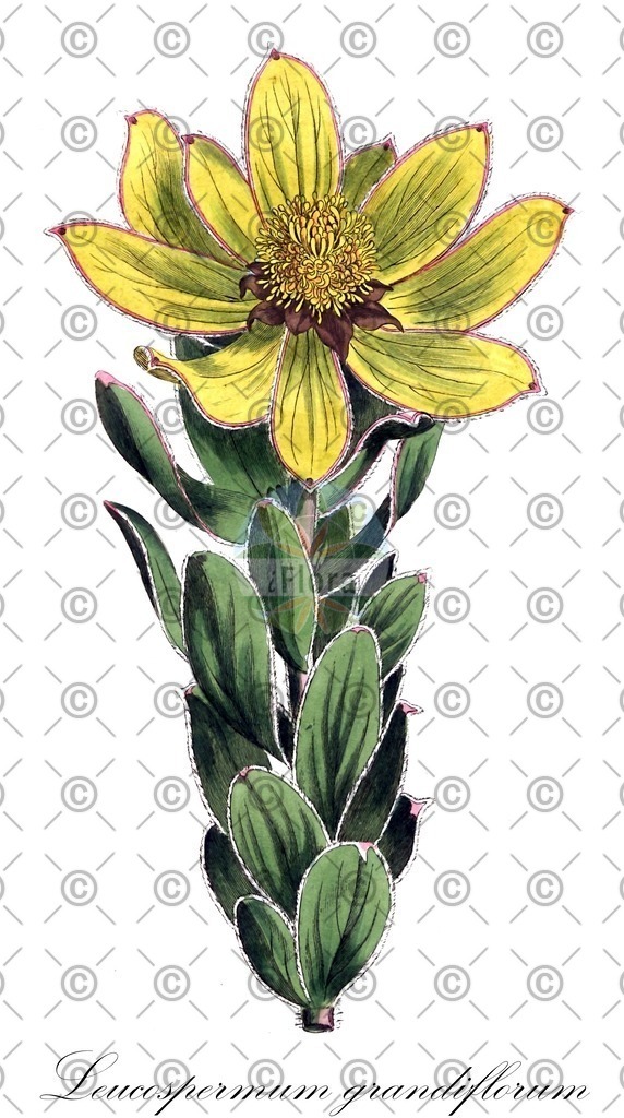 HistAbb_wfo-0000445525_1_ENZY_Simple | Historische Abbildung von Leucospermum grandiflorum - Proteaceae | Historical Illustration of Leucospermum grandiflorum - Proteaceae